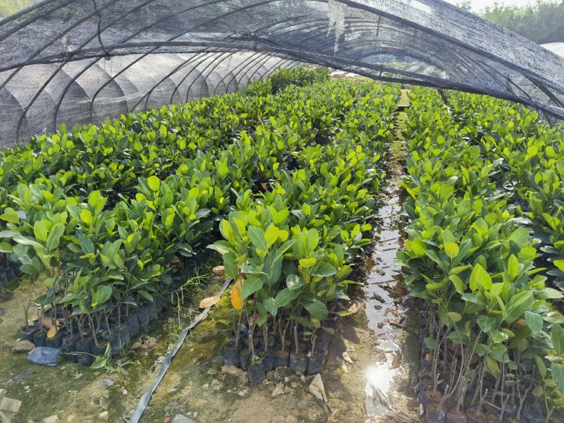 西双版纳优质红肉菠萝蜜、印泥红、榴莲蜜、果苗