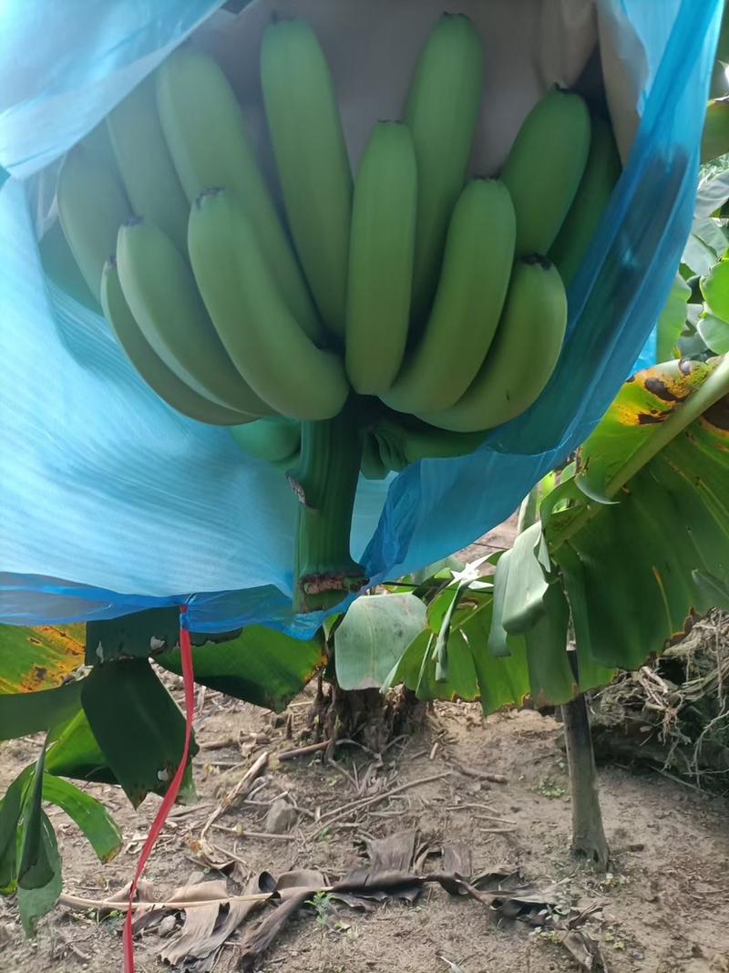 元阳基地香蕉开始上市，货源充足