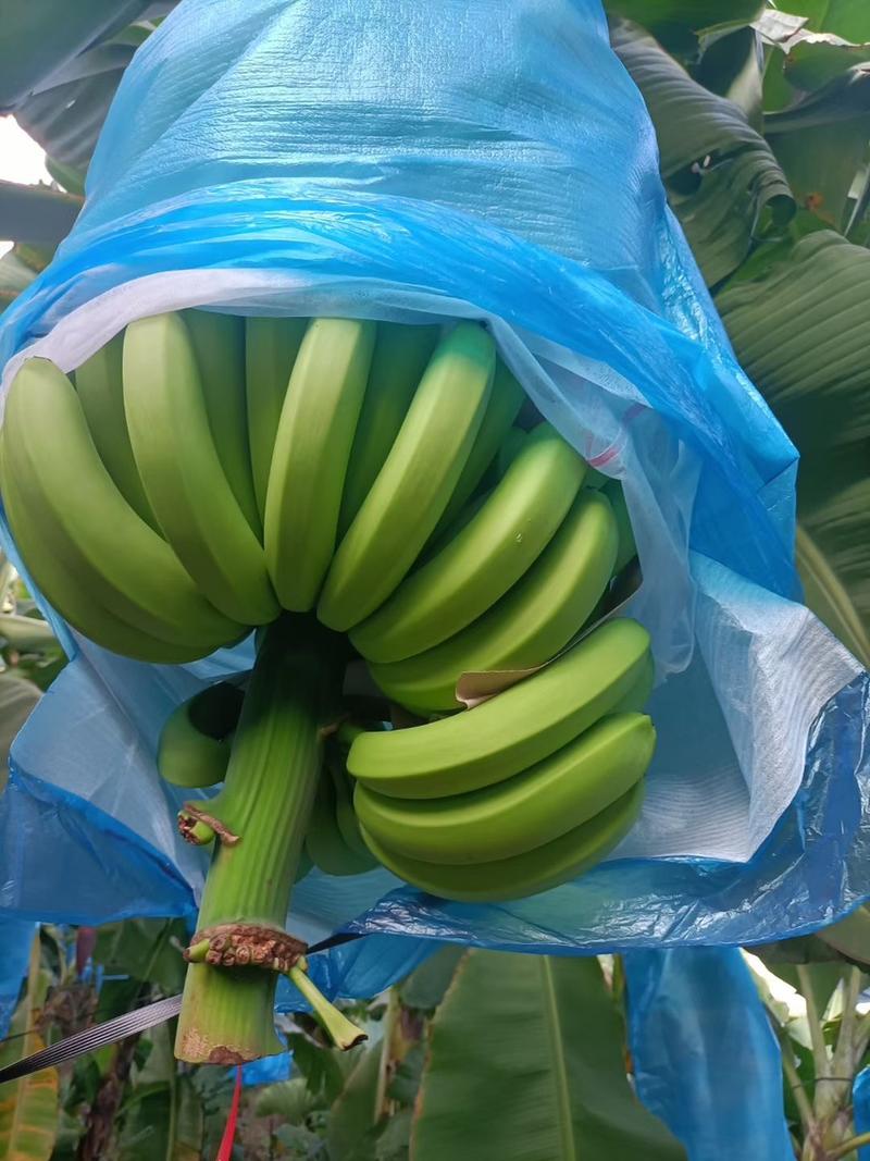 元阳基地香蕉开始上市，货源充足