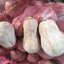 小金香南瓜0.5元每斤。河南许昌产地，11月1号行情