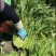 雪里红芥菜产地直发一手货源价格实惠