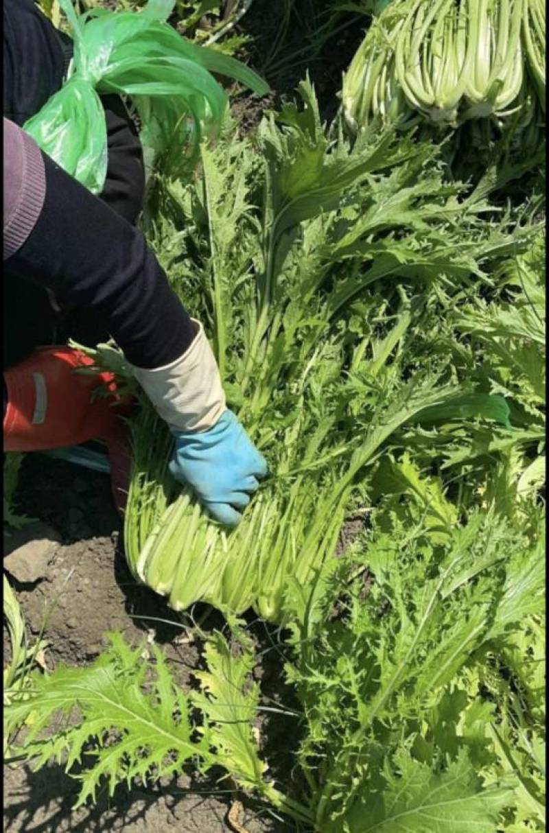 雪里红芥菜产地直发一手货源价格实惠