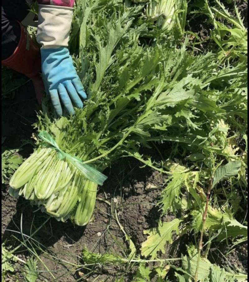 雪里红芥菜产地直发一手货源价格实惠