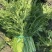 雪里红芥菜产地直发一手货源价格实惠