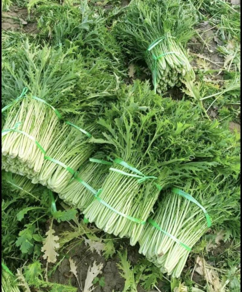 雪里红芥菜产地直发一手货源价格实惠