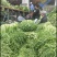 雪里红芥菜产地直发一手货源价格实惠