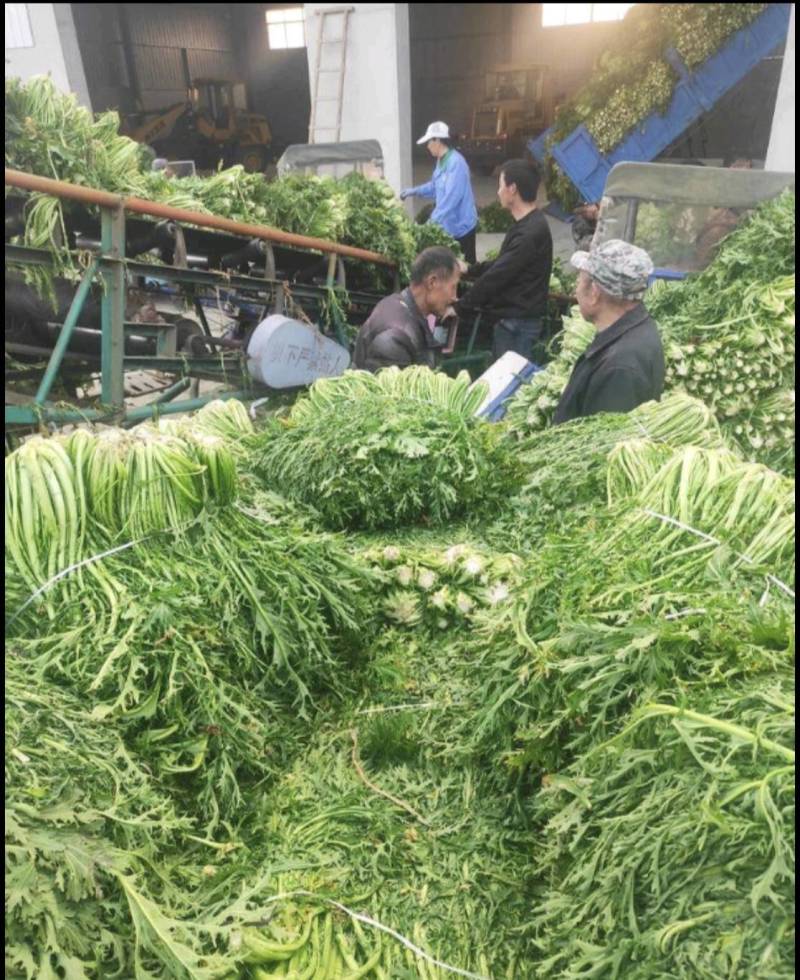 雪里红芥菜产地直发一手货源价格实惠