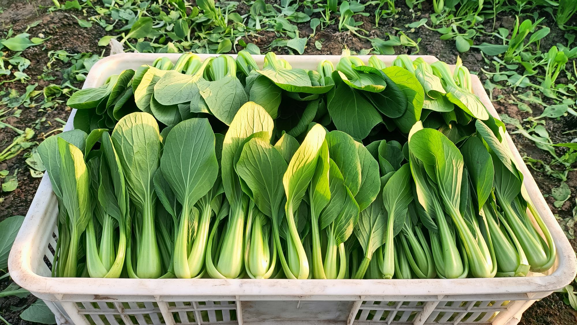 厨房中存放的白菜