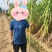 青皮甘蔗，产地直销，黄冈蕲春柯细围青皮甘基地