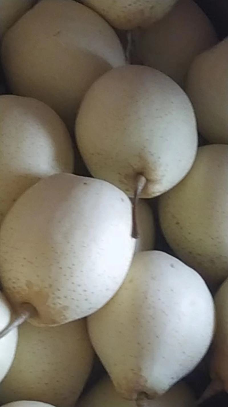 《热卖中》河北鸭梨皮薄汁多口感嘎嘎甜，产地直发常年有货