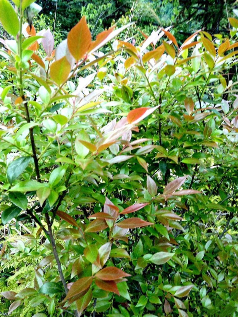 乌饭叶~现摘鲜货乌饭叶野生~长期大量供应