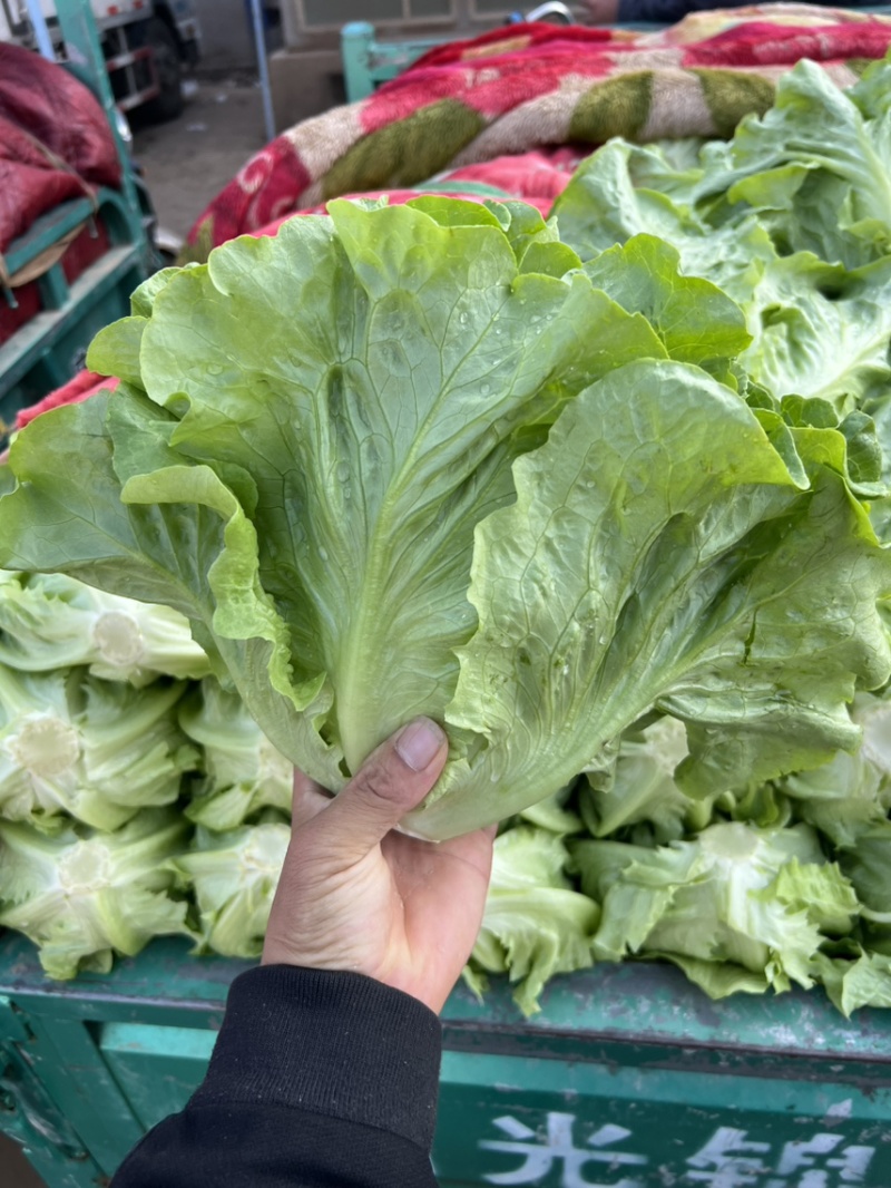 生菜，黄叶生菜，青叶生菜，意大利，各种蔬菜都有需要老板联