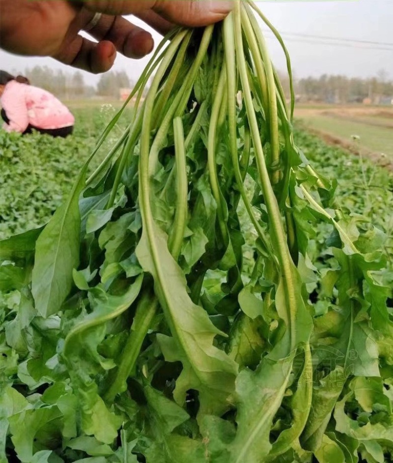 新鲜霜打荠菜冷冻荠菜都可看价格美丽