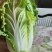 黄心白菜345斤净菜