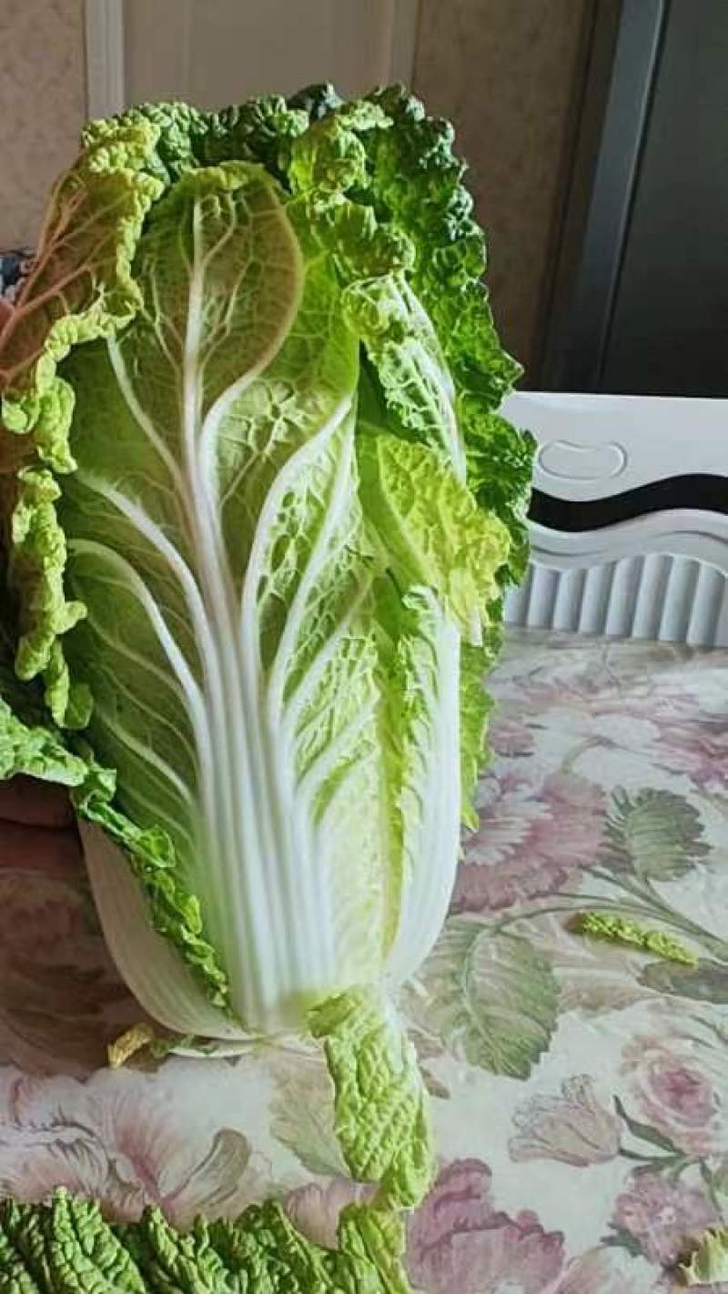 黄心白菜345斤净菜