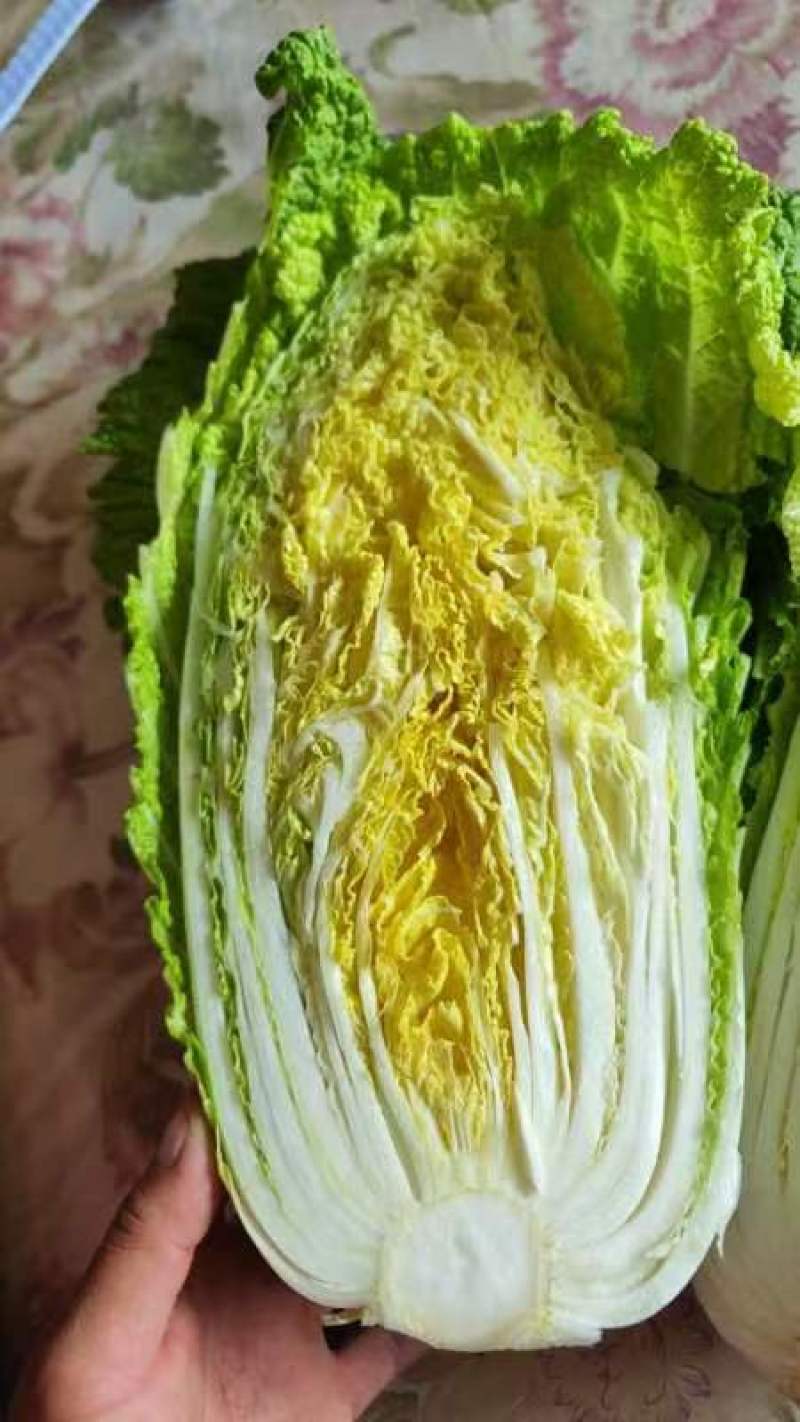 黄心白菜345斤净菜