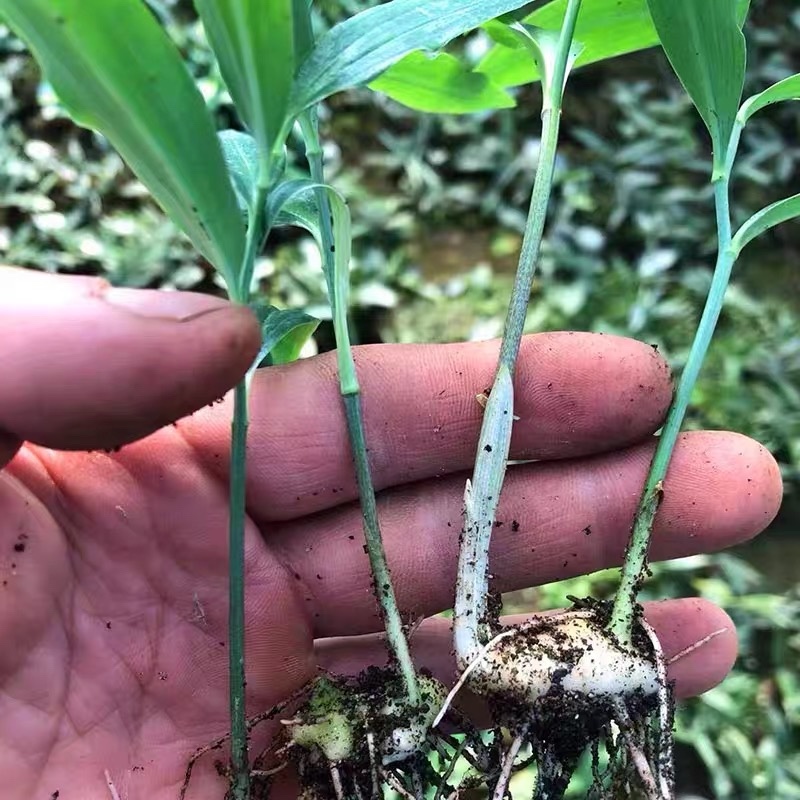 矮杆黄精种植基地诚信经营品质保证欢迎来电