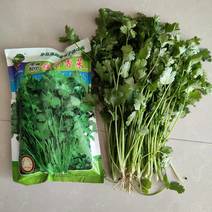 畅销安瑟米澳洲波尔耐热香菜种子耐抽苔耐干旱产量高生长迅速