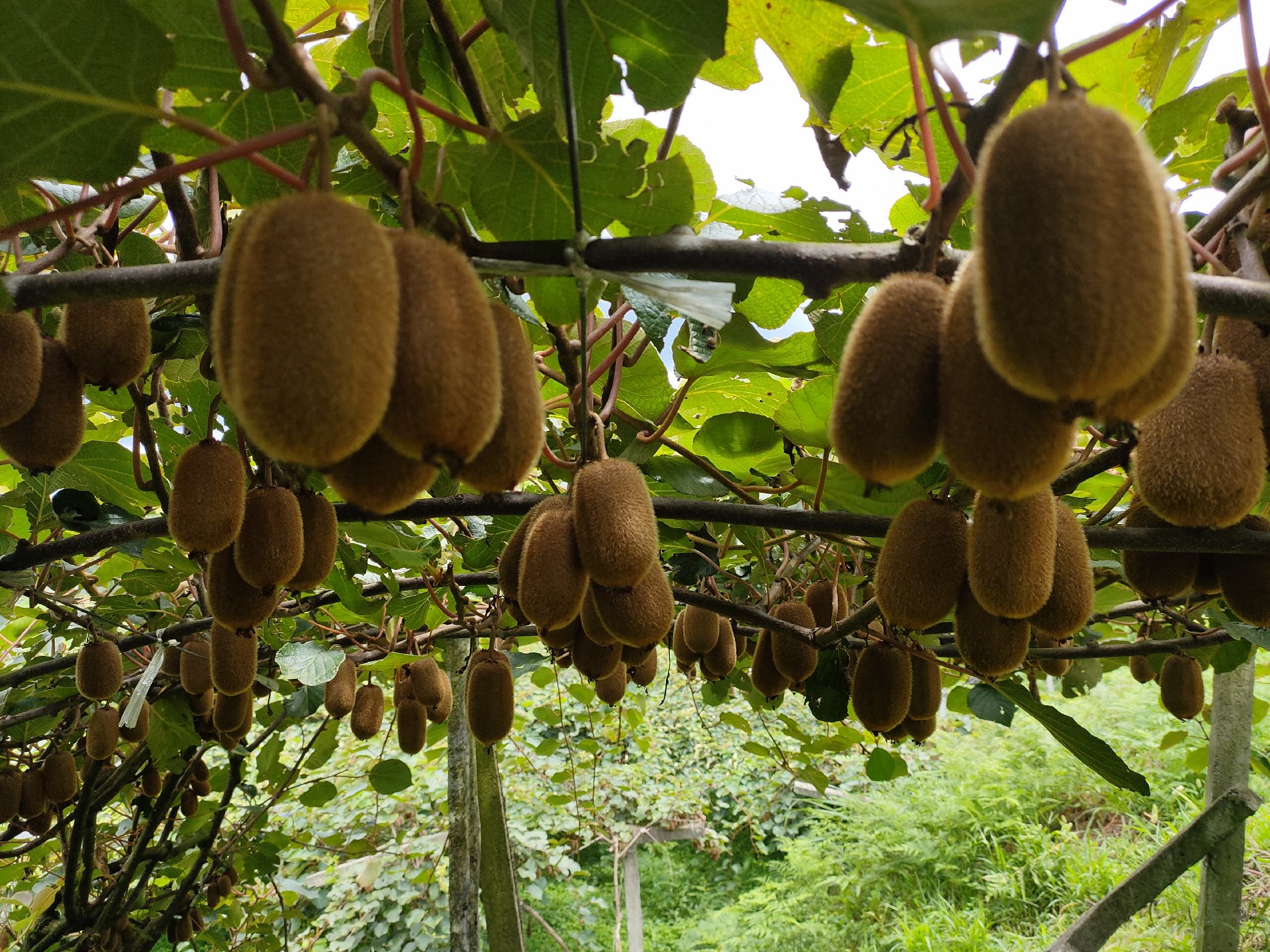 果园中挂满长形猕猴桃的藤蔓