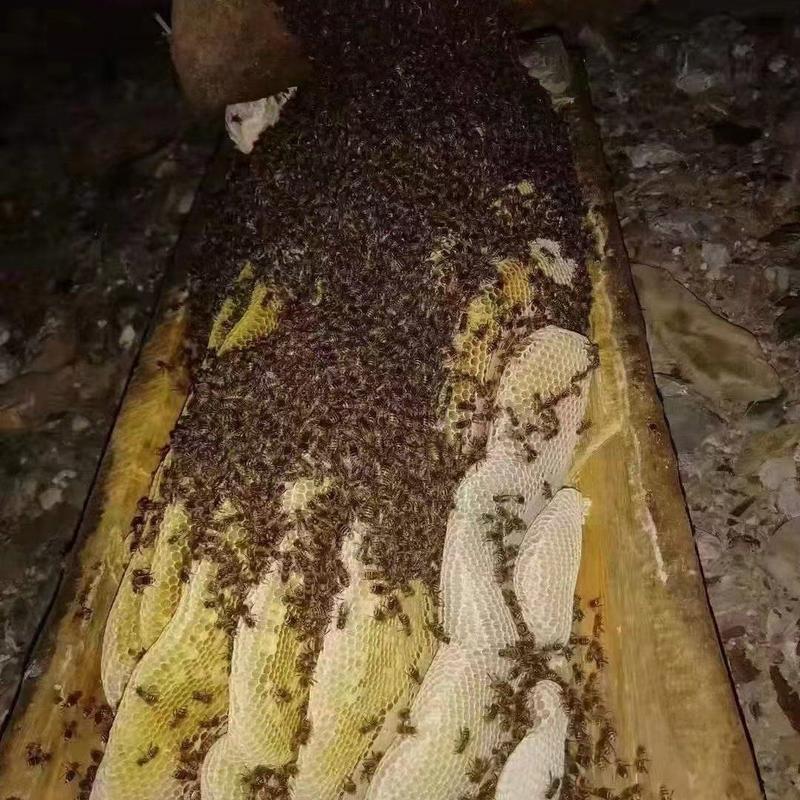 高原中华蜂蜜