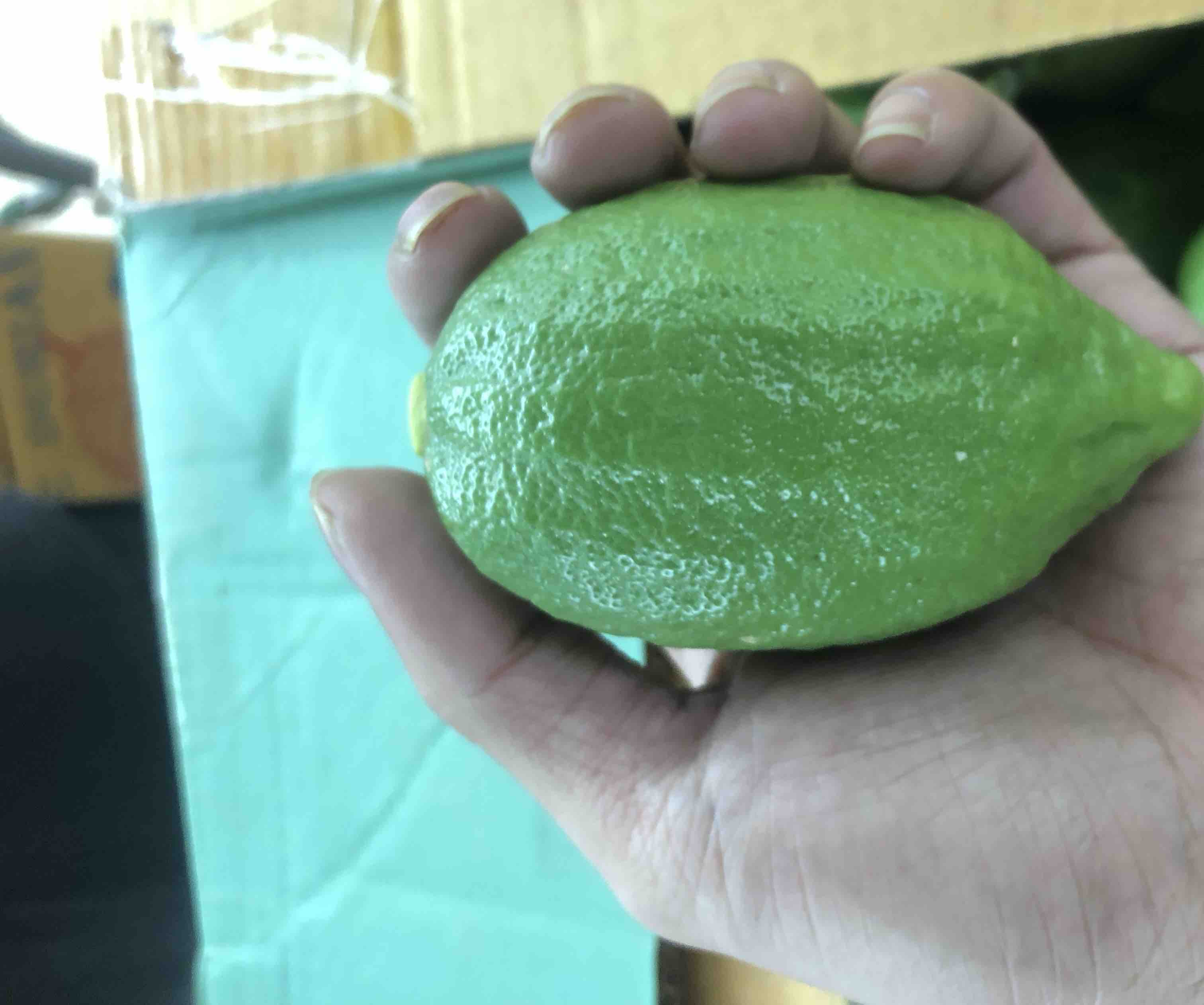 一张高清显微结构图展示柠檬果皮表面的油腺囊,呈透明点状分布,周围为蜂窝状表皮细胞。图像右下角标注‘Citrus limon peel essential oil glands’,用于说明柠檬芳香成分的储存位置 图片描述