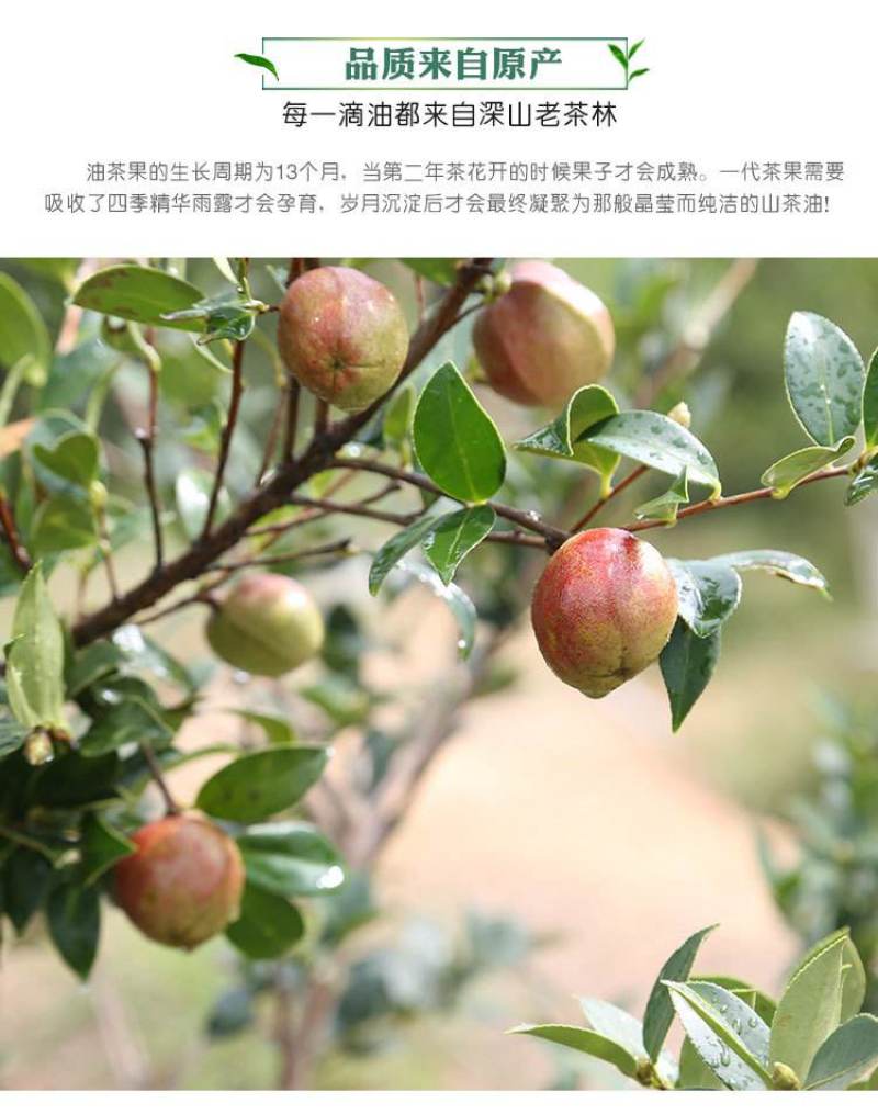 广西百色凌云小颗茶籽油