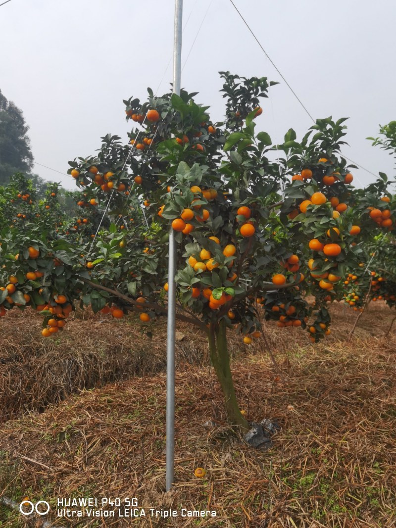成都市新津区金秋砂糖橘