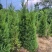 精品柏树蜀桧桧柏30-100规格齐全存活率高技术指导