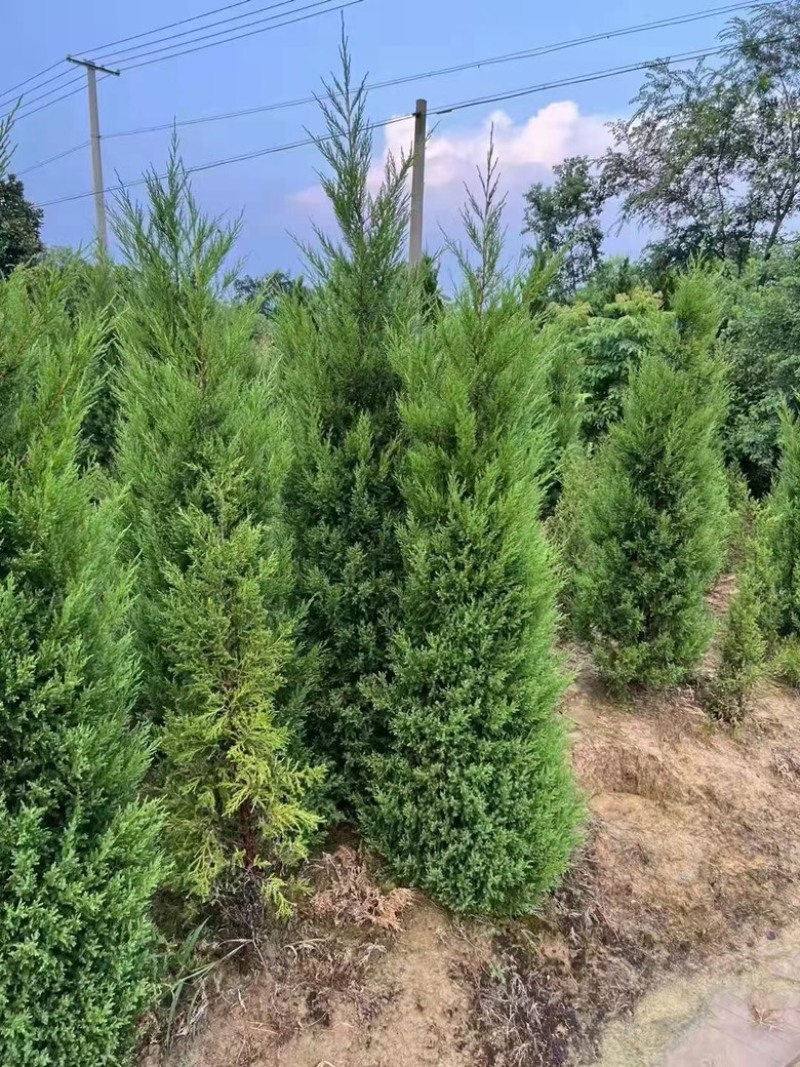 精品柏树蜀桧桧柏30-100规格齐全存活率高技术指导