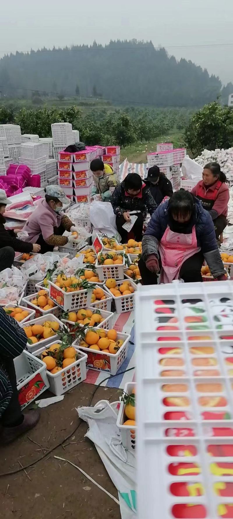 渠县脐橙，