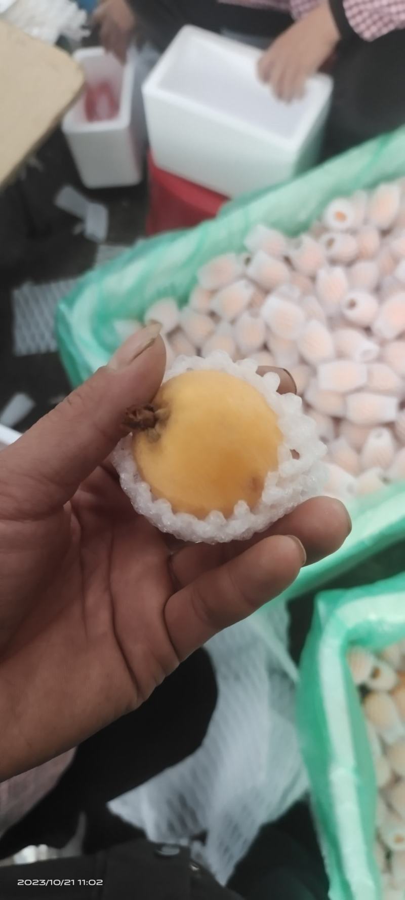 攀枝花米易枇杷25克起天天有货，现摘现发，品质保证