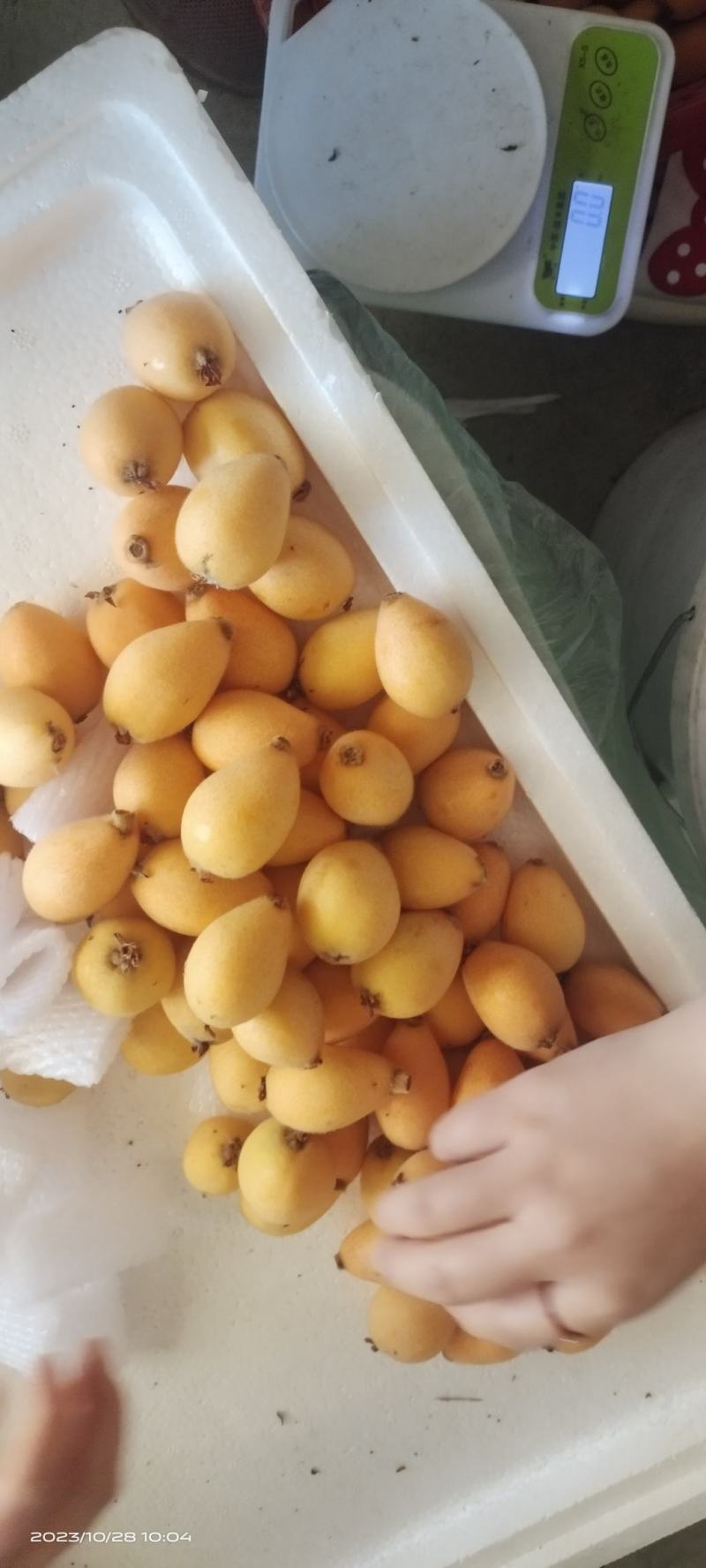攀枝花米易枇杷25克起天天有货，现摘现发，品质保证