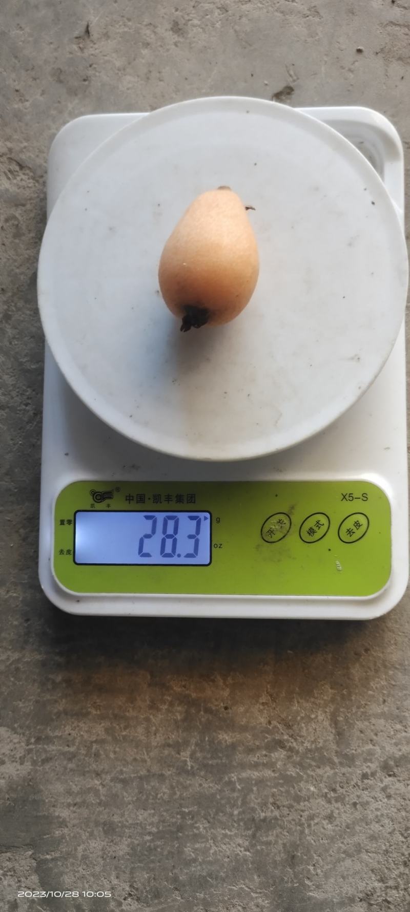 攀枝花米易枇杷25克起天天有货，现摘现发，品质保证