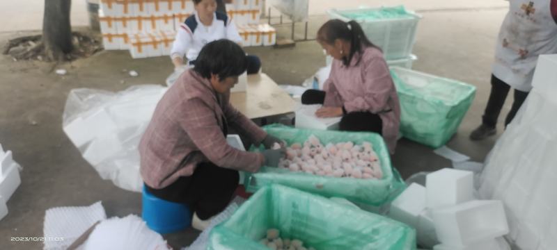 攀枝花米易枇杷25克起天天有货，现摘现发，品质保证