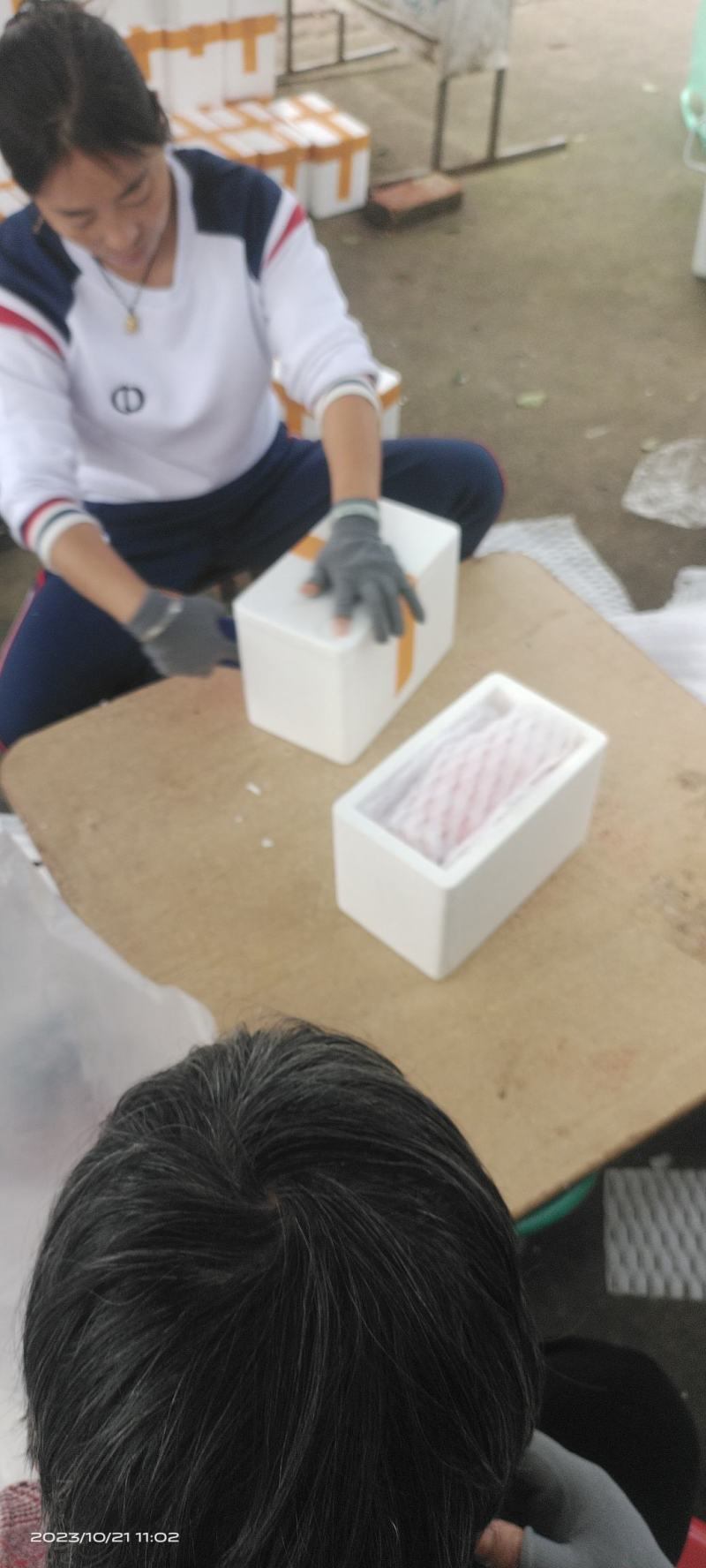 攀枝花米易枇杷25克起天天有货，现摘现发，品质保证