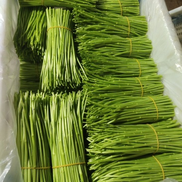 云南新鲜芦蒿