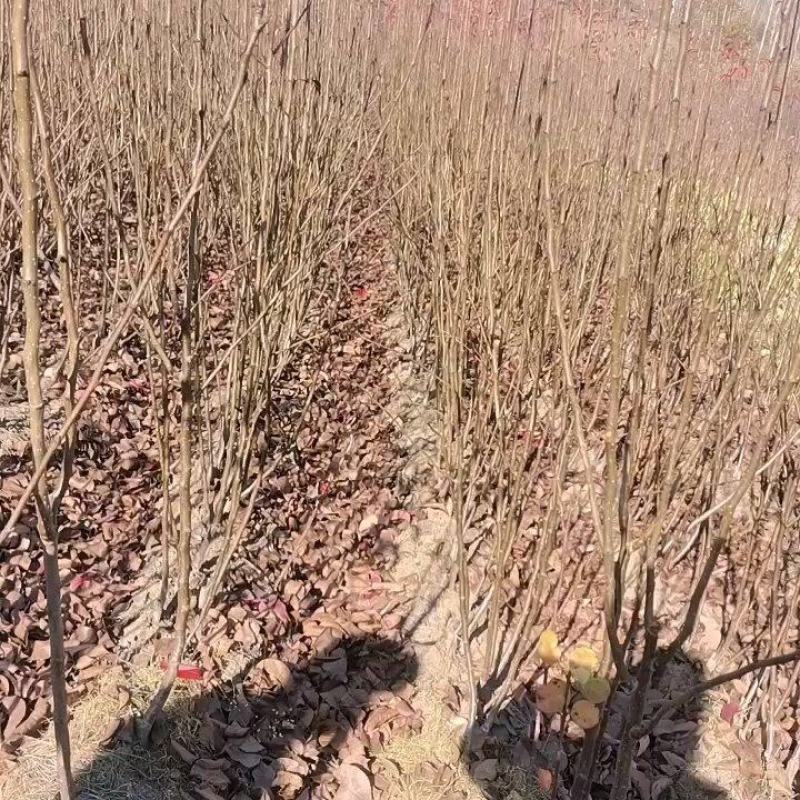 吉林省四平市梨树县挚友果树苗基地直销苹果梨