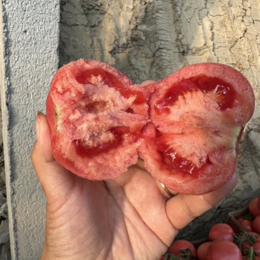 硬粉西红柿