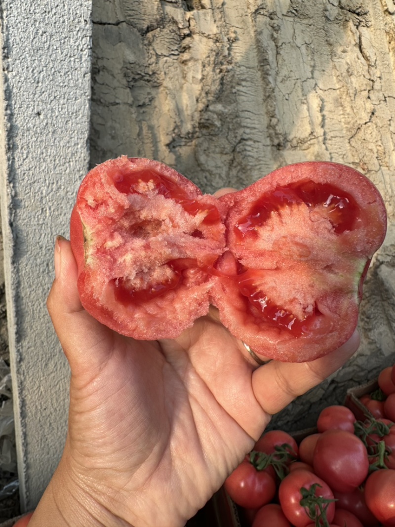 硬粉西红柿
