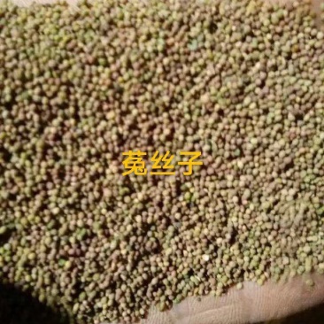 菟丝子精品货