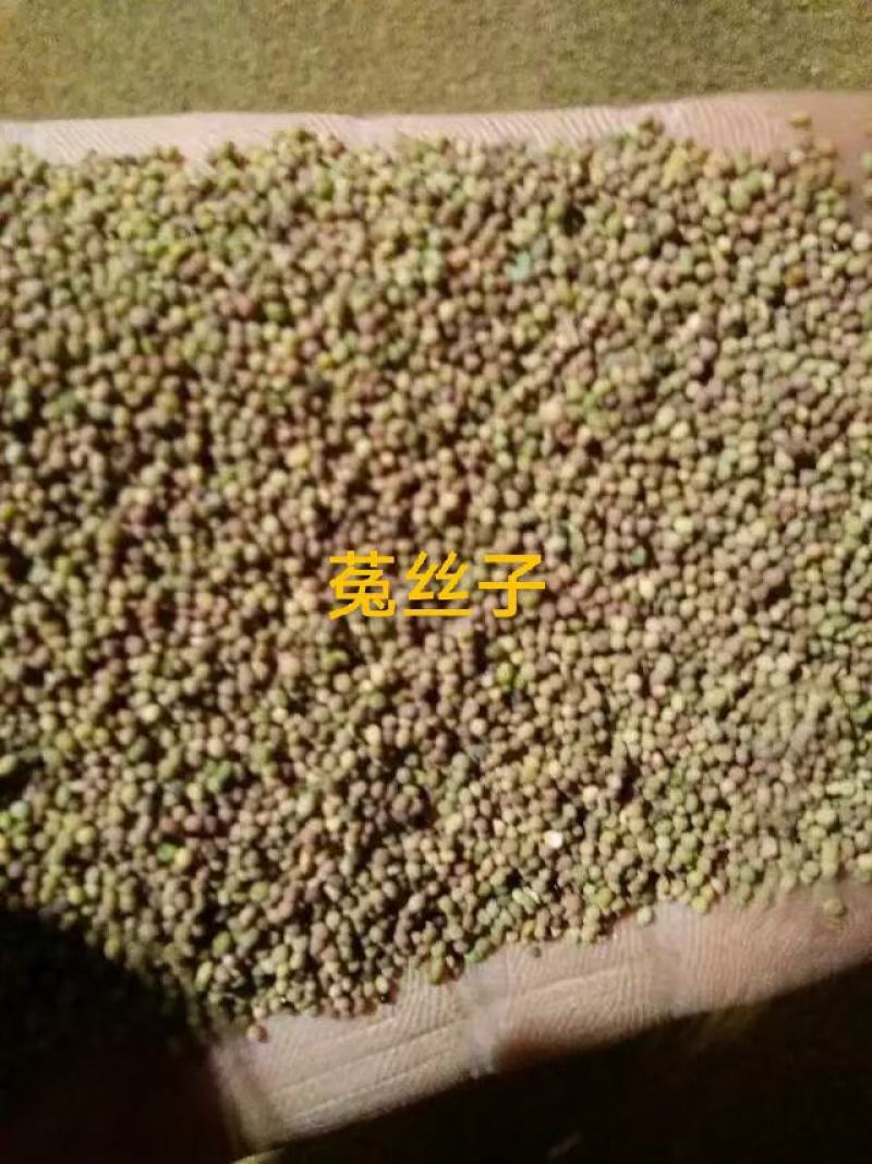 菟丝子精品货