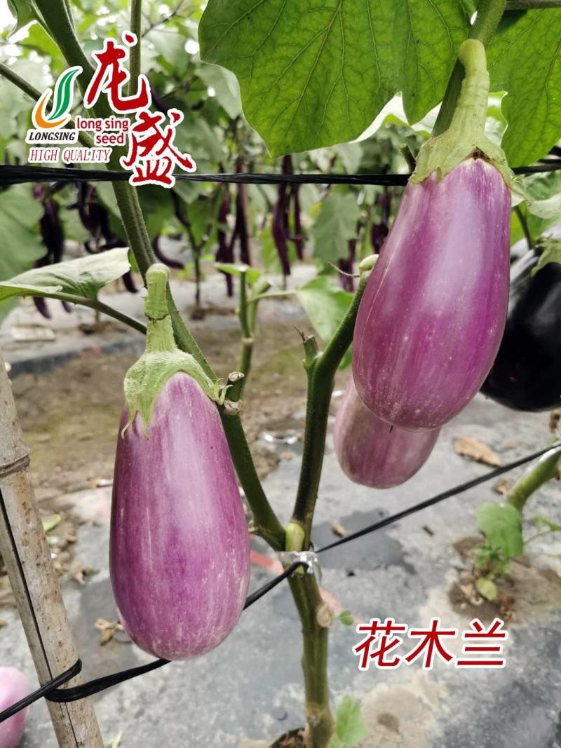 特色蔬菜种子茄子灯泡形茄子种子绿萼果面玫红色茄籽