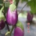 特色蔬菜种子茄子灯泡形茄子种子绿萼果面玫红色茄籽