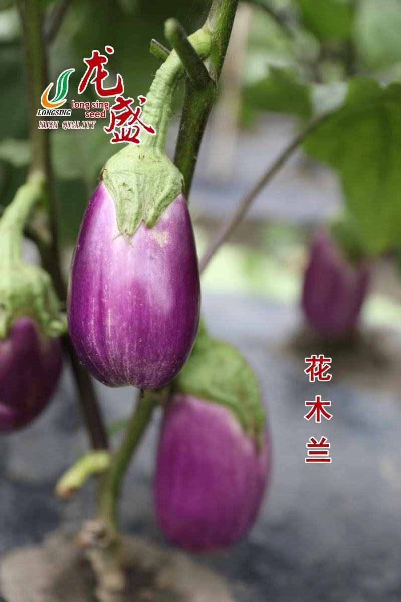 特色蔬菜种子茄子灯泡形茄子种子绿萼果面玫红色茄籽