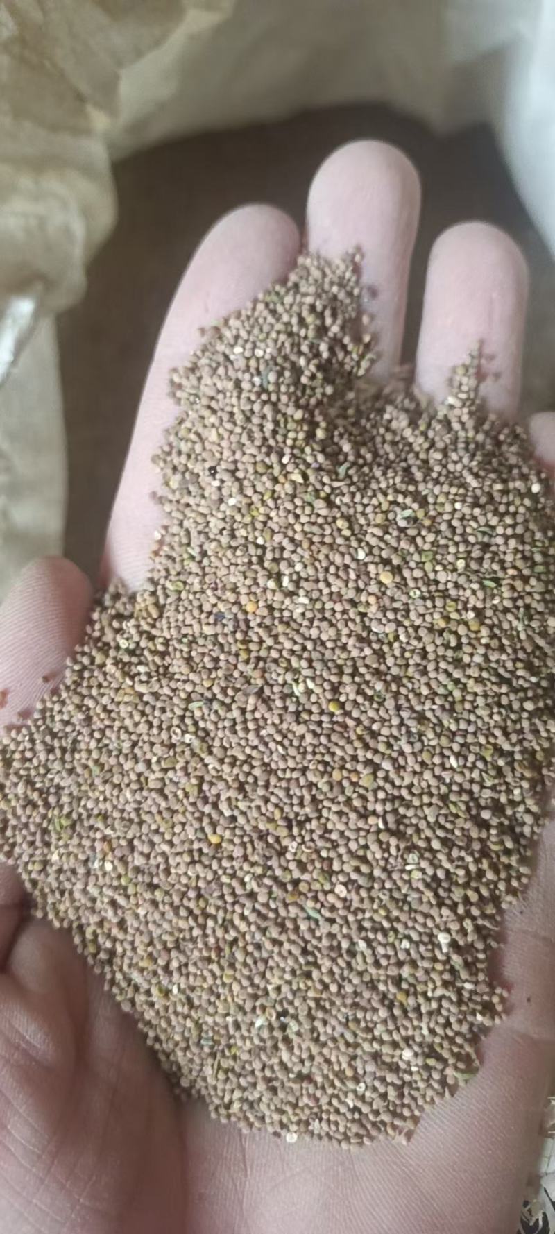 菟丝子精品货