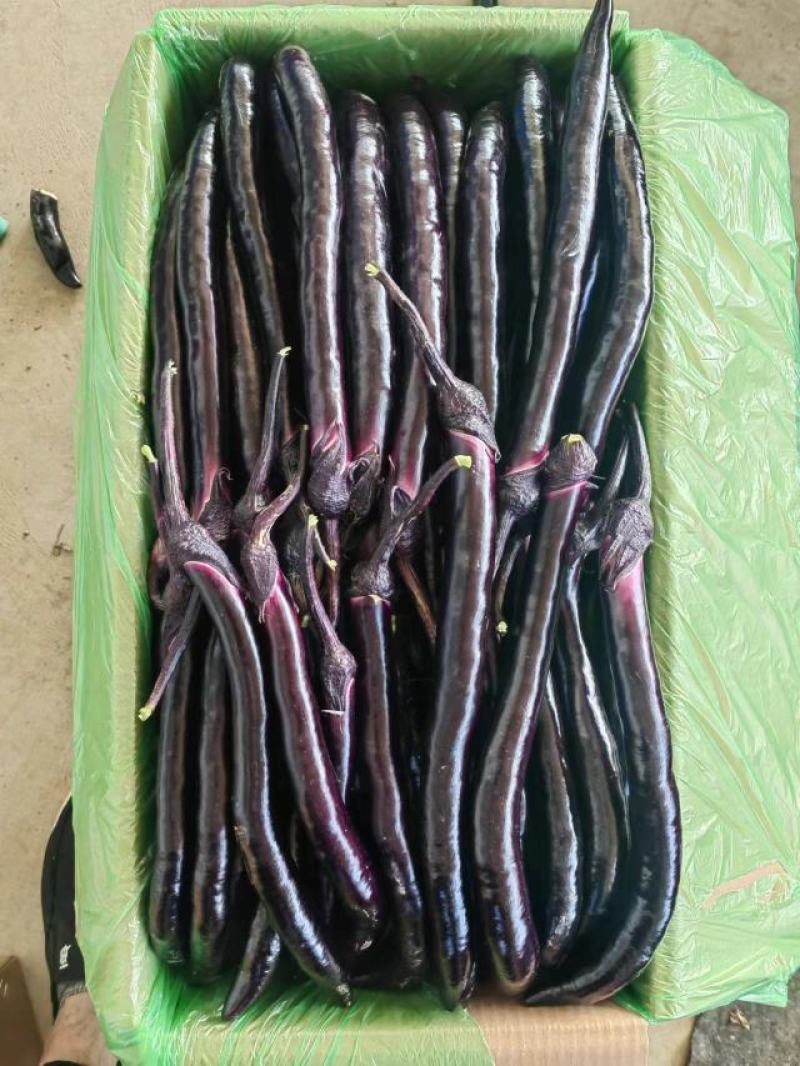 茄子青茄大量供应，基地直发，现采现发！！！