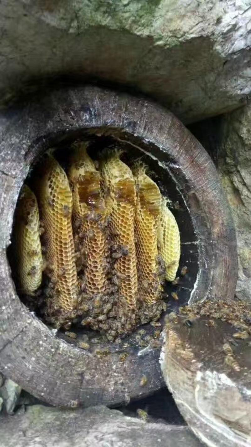 瑶族深山野蜂蜜可视频看货量大价优欢迎咨询