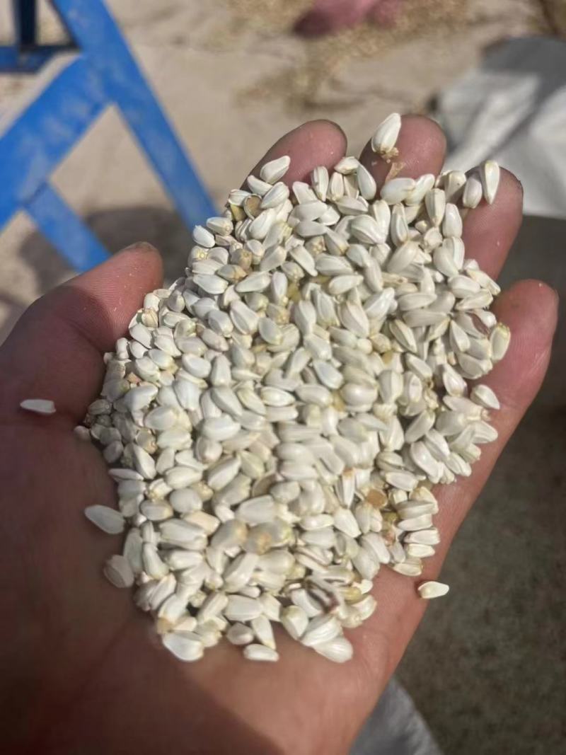 红花籽甘肃玉门红花籽袋装批发红花籽原产地发货来电订购