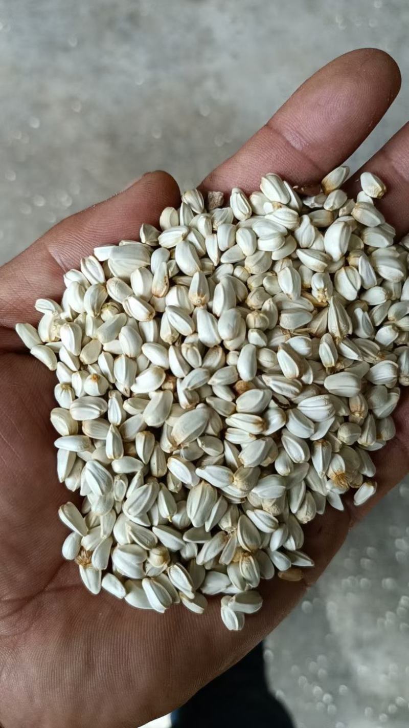 红花籽甘肃玉门红花籽袋装批发红花籽原产地发货来电订购
