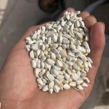 红花籽甘肃玉门红花籽袋装批发红花籽原产地发货来电订购